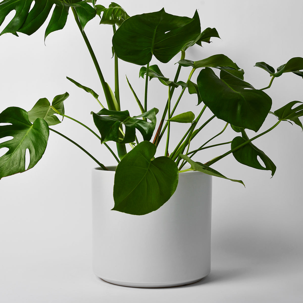 http://www.lbedesign.com/cdn/shop/files/Silo_SolidGoods_CeramicCylinder_TwelveInch_White_Plant_1200x1200.jpg?v=1694798463