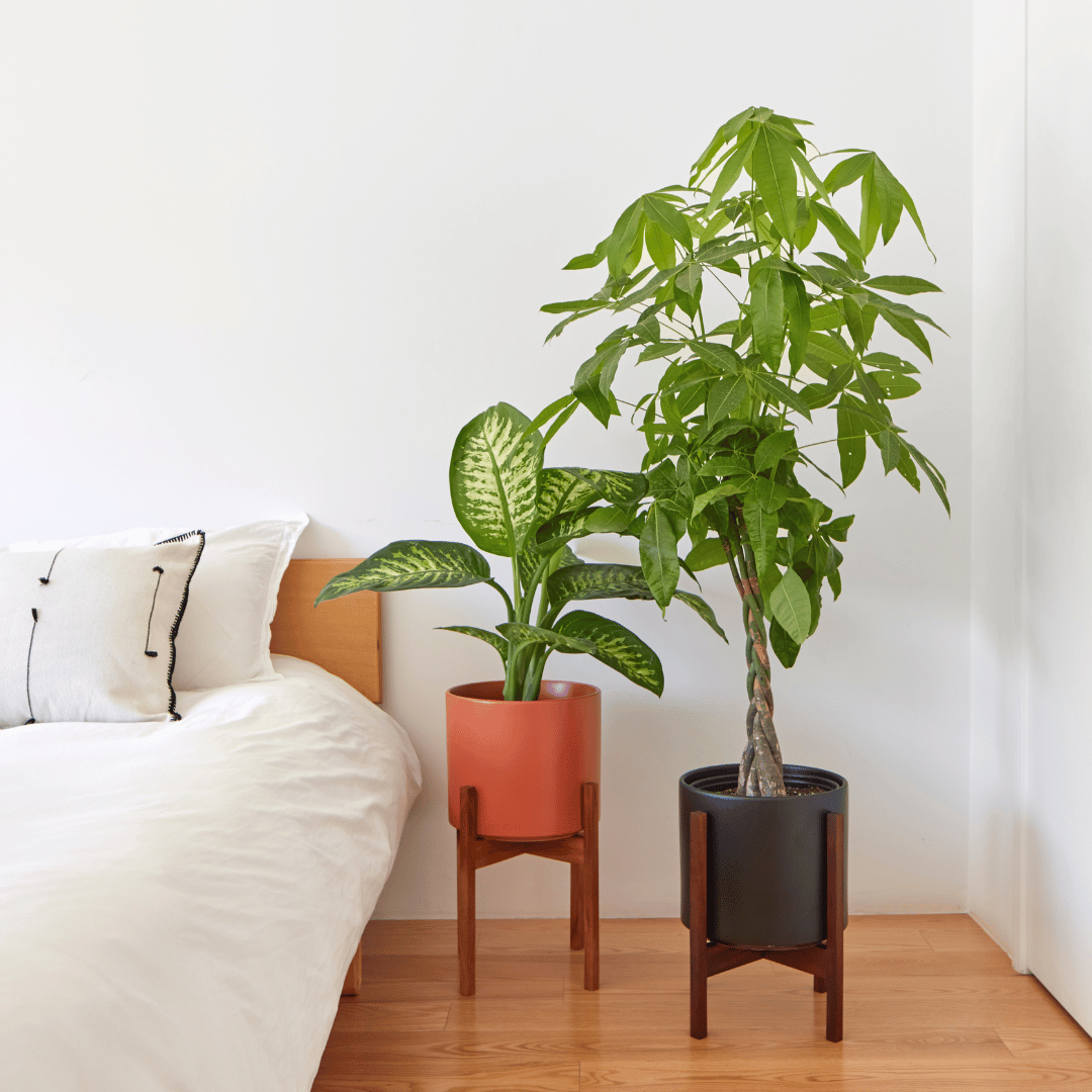 Solid Goods Ceramic Cylinders + Mahogany Stands